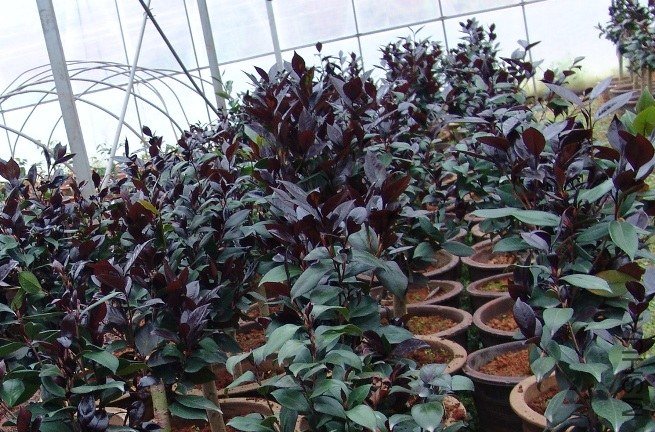 Mutation of Bella Rosa, China.jpg