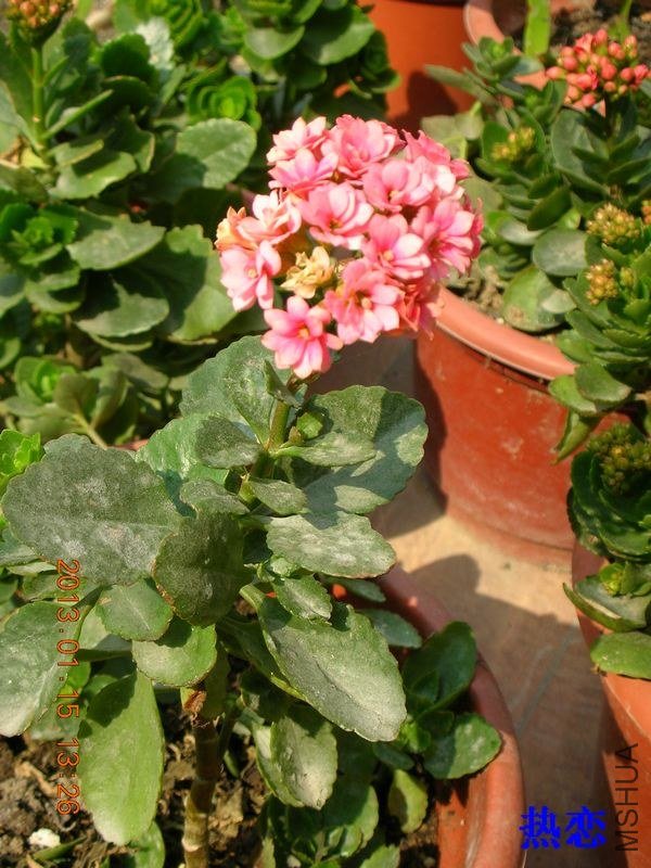 DSCN0593.JPG