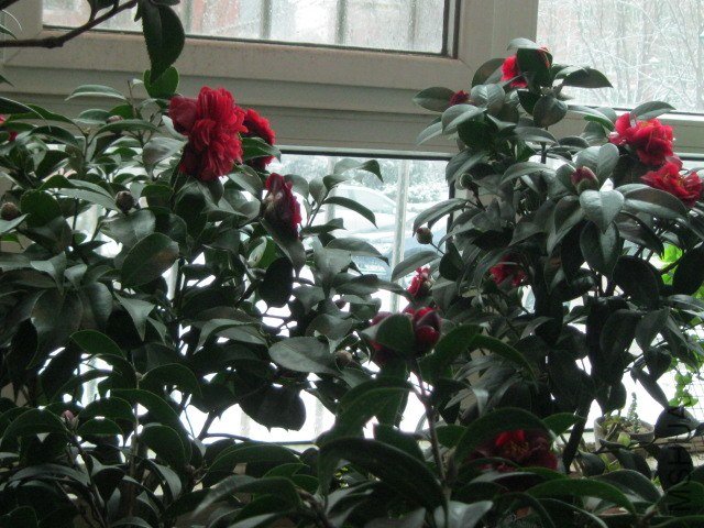IMG_6597.jpg