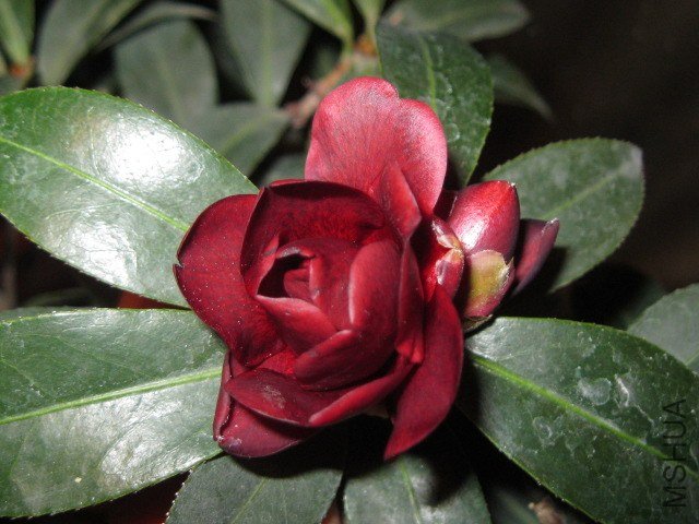 IMG_6556.jpg