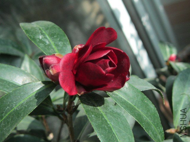 IMG_6499.jpg