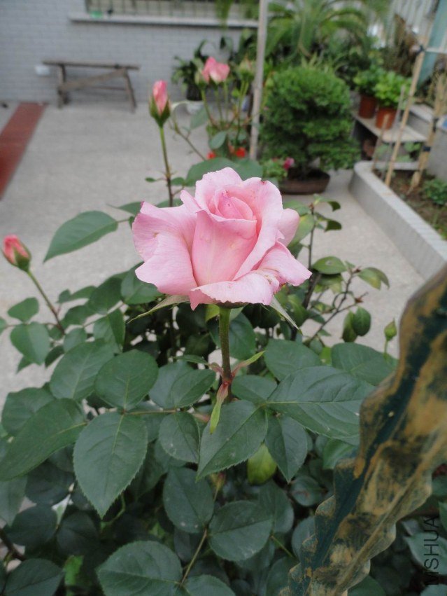 MDSC02625.JPG