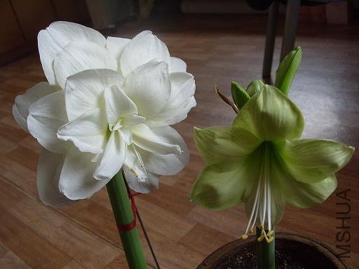 S1056038.JPG