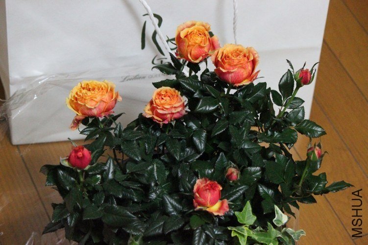 ��Ů����������֣���������ǩ�ȼ۸ߵͣ�����