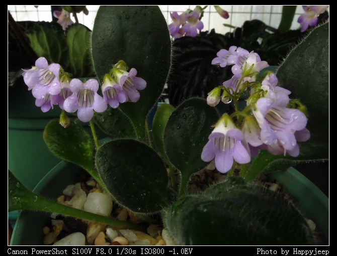 009 �й�����ĳ����̦��ֲ��.jpg