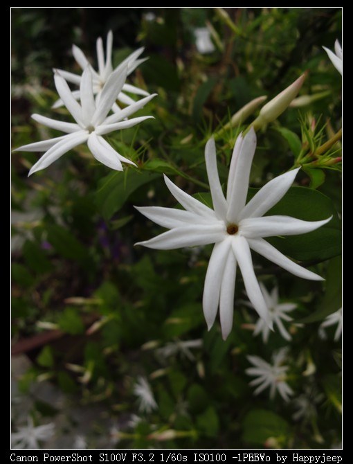 010 ���Թ���ʯ���ҵ�����ĳֲ��.jpg