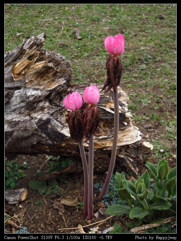 025 �Ҷ���3.jpg