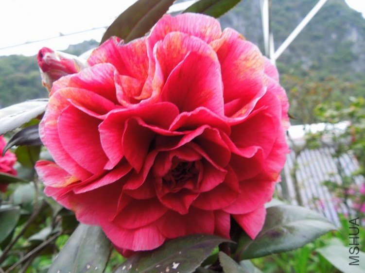 ������С DSCN4246.jpg