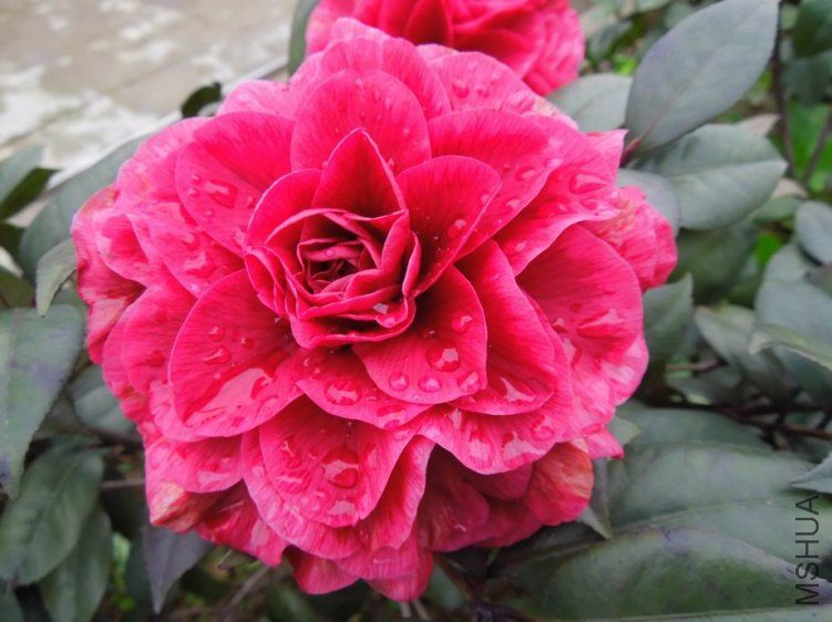 ������С DSCN4249.jpg