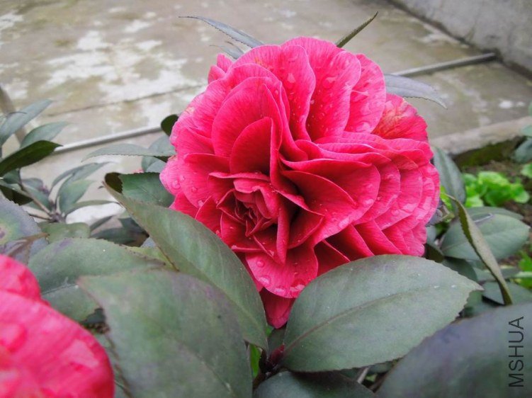 ������С DSCN4250.jpg