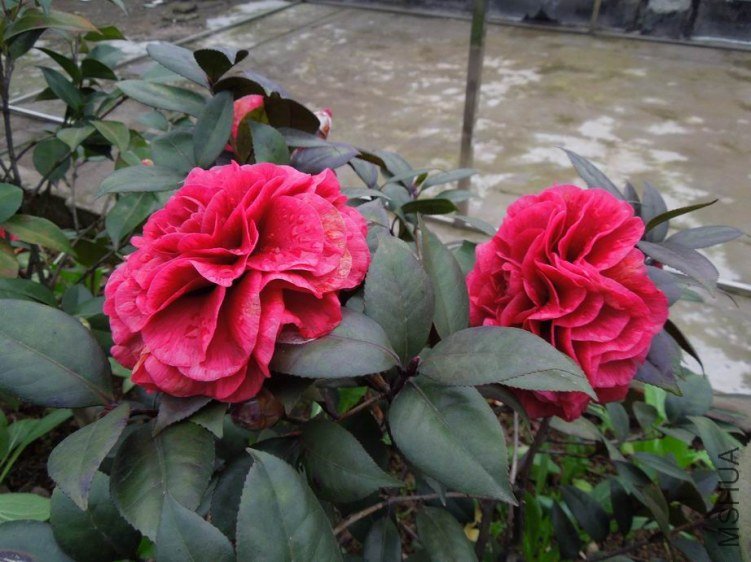 ������С DSCN4252.jpg
