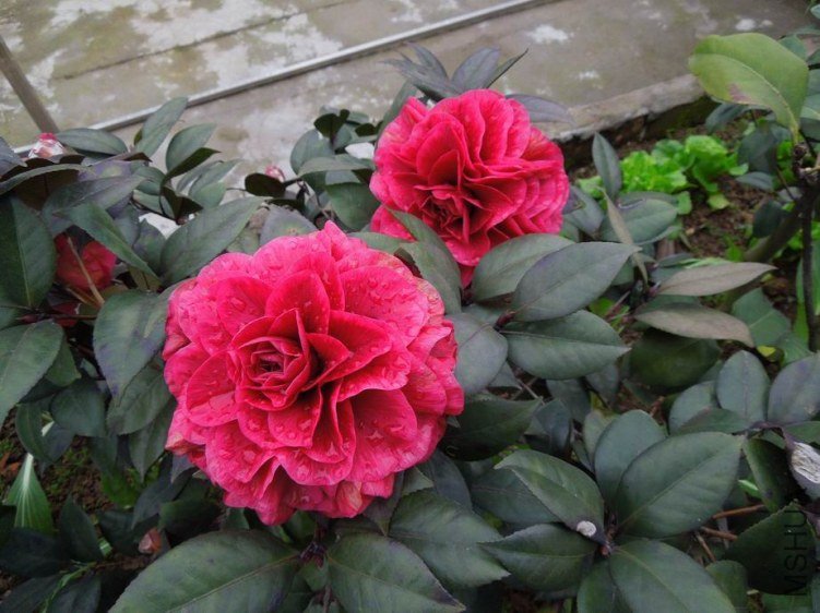 ������С DSCN4253.jpg