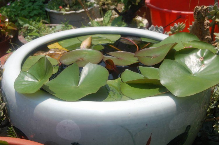 ������С DSC_0046.JPG