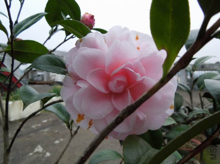 ������С DSCN4276.jpg