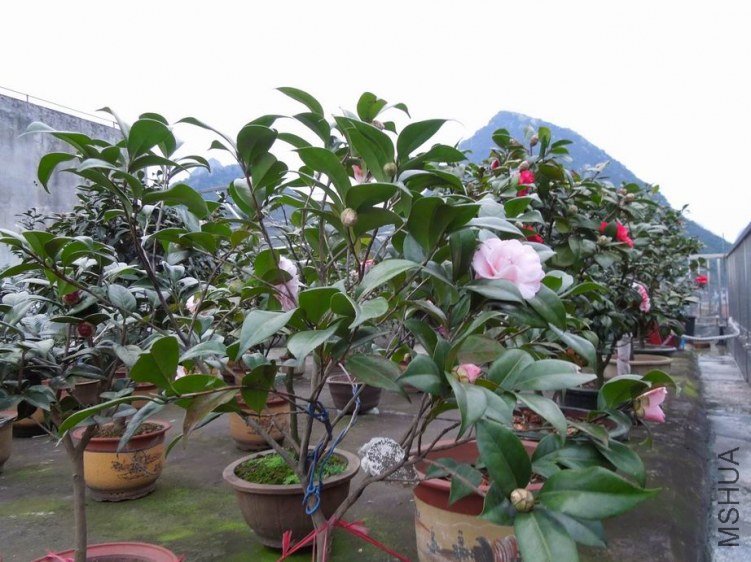 ������С DSCN4280.jpg