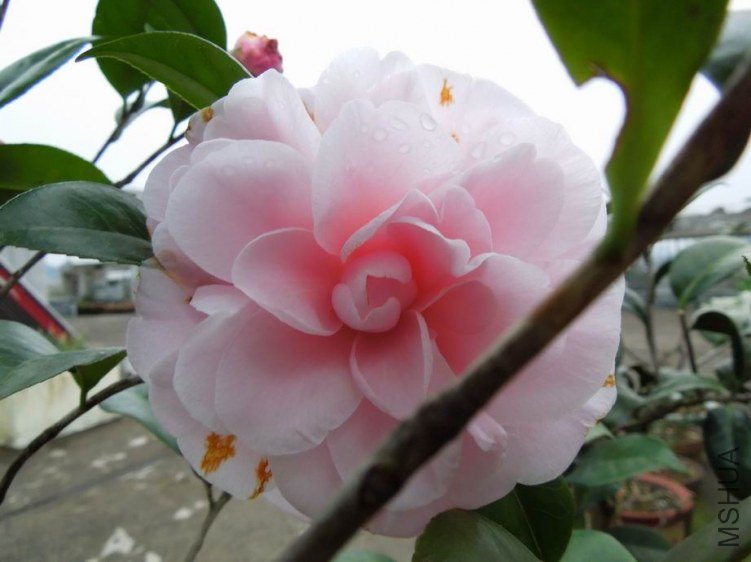 ������С DSCN4284.jpg