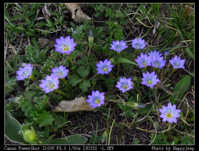 053 ��Ư�����Ƶ�����mm.jpg