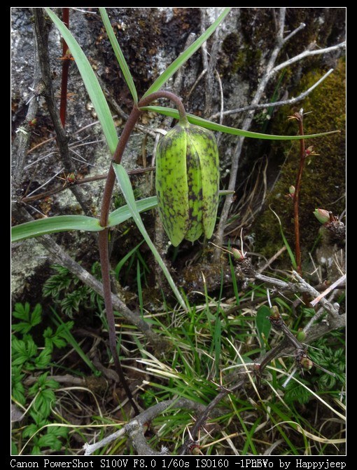 087 ĳ����ĸ.jpg