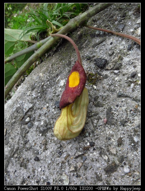 122 ����ľͨ������.jpg