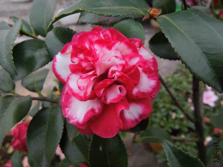 ������С DSCN3840.jpg