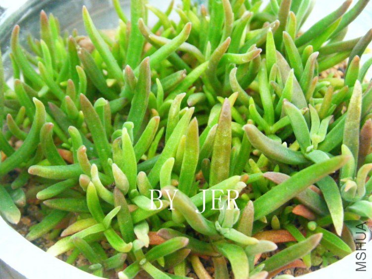 DSCF2517_����.jpg