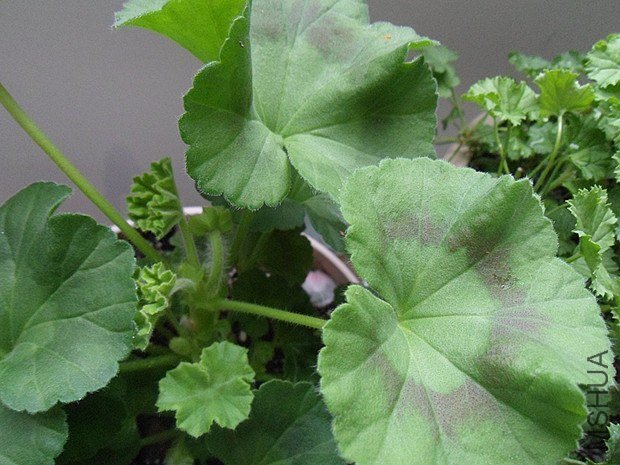 ɽ������