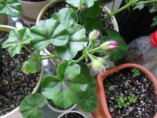 ��õ�嵽�Һ�����绨