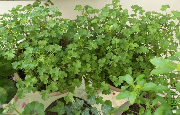 ������ʹ