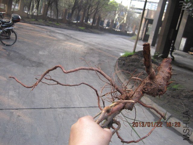 IMG_3594.jpg