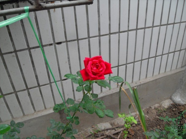SDC15261.JPG