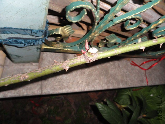 DSC03960.JPG