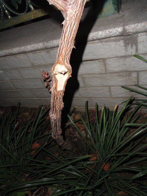 DSC03965.JPG