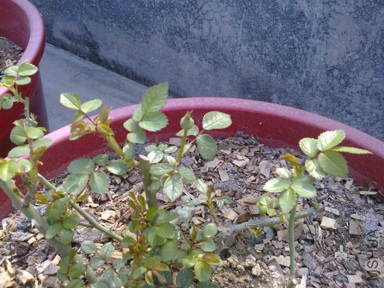 ��Ƭ0685.jpg