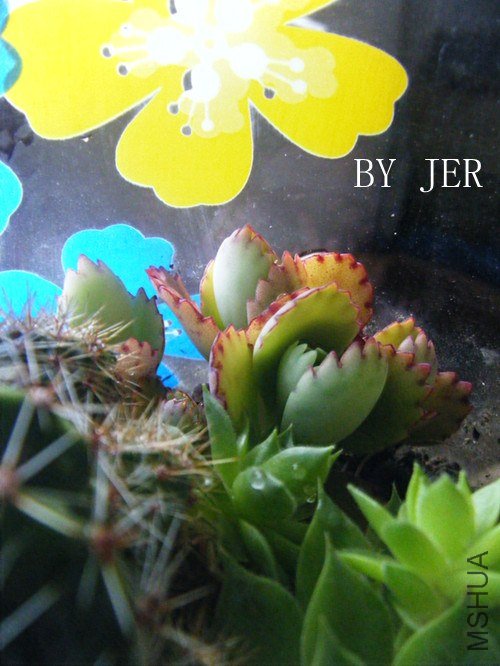 DSCF2380_����.jpg