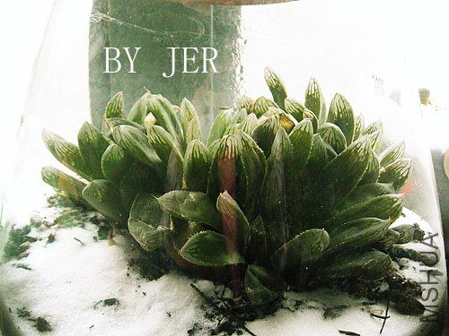 DSCF2376_����.jpg
