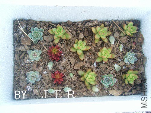 DSCF2474_����.jpg