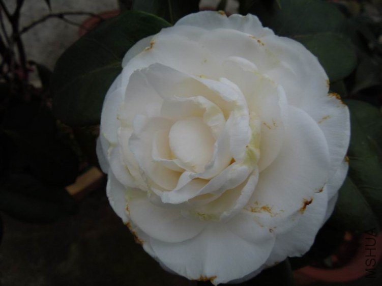 ������С DSCN4296.jpg