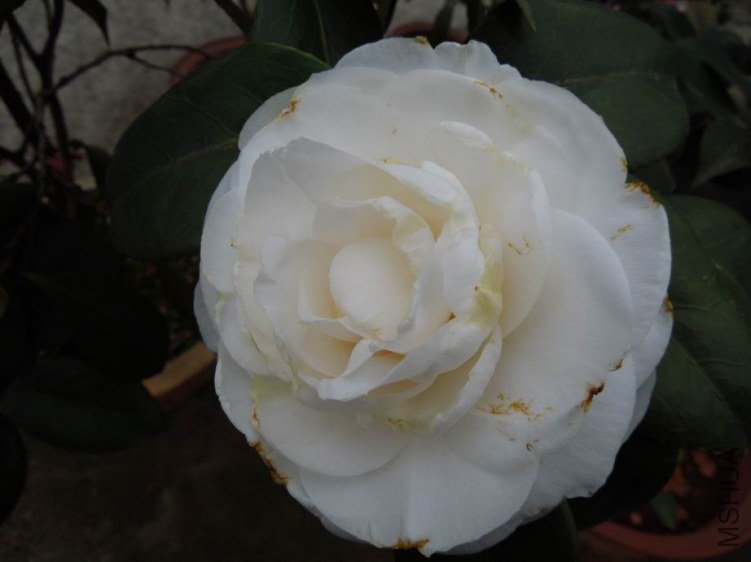 ������С DSCN4301.jpg