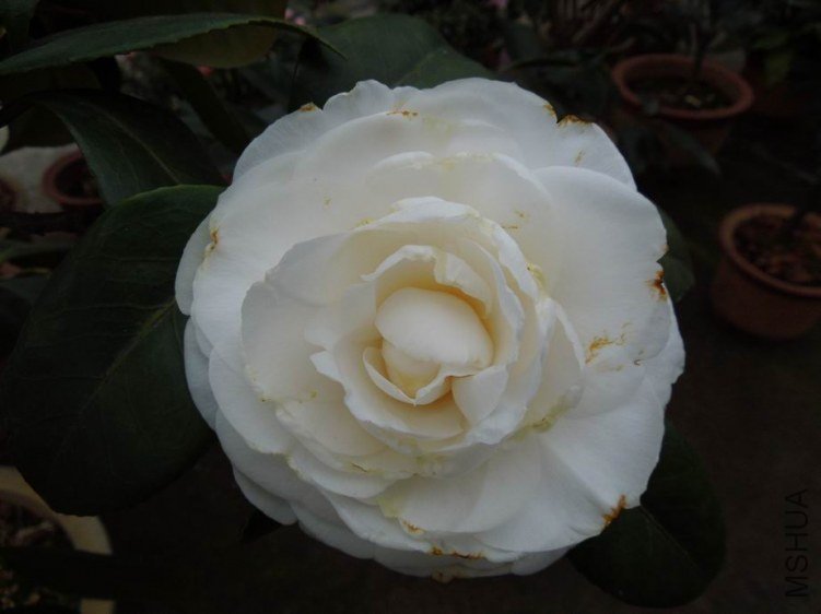 ������С DSCN4304.jpg