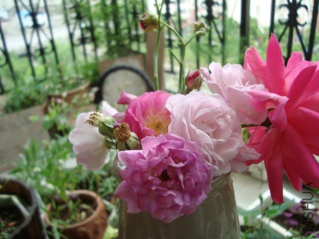 DSC05040.JPG