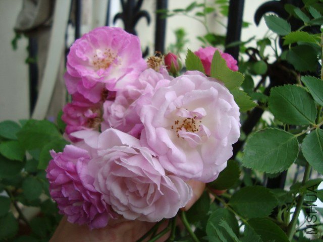 DSC05033.JPG