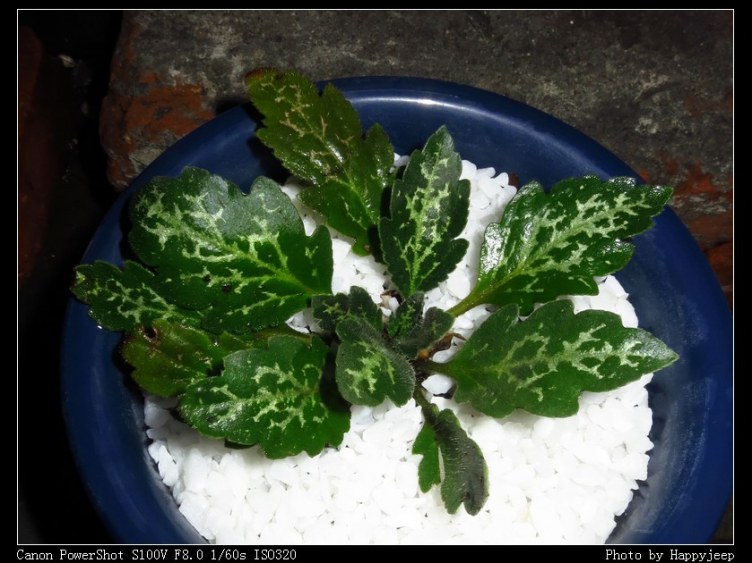 034 ���ֵ�����Ҷ������̦.jpg