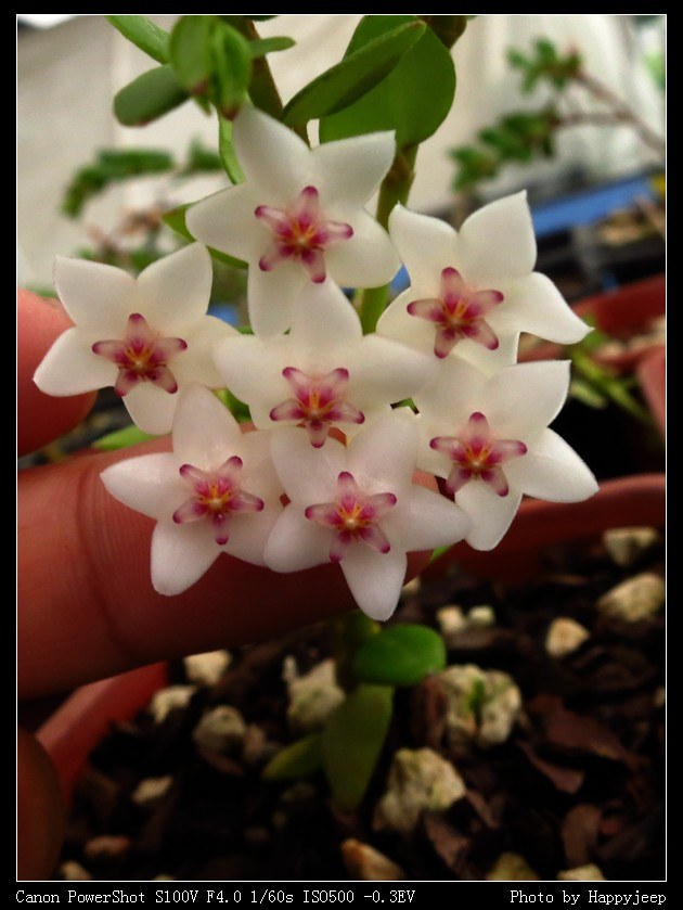 035 ��������.jpg