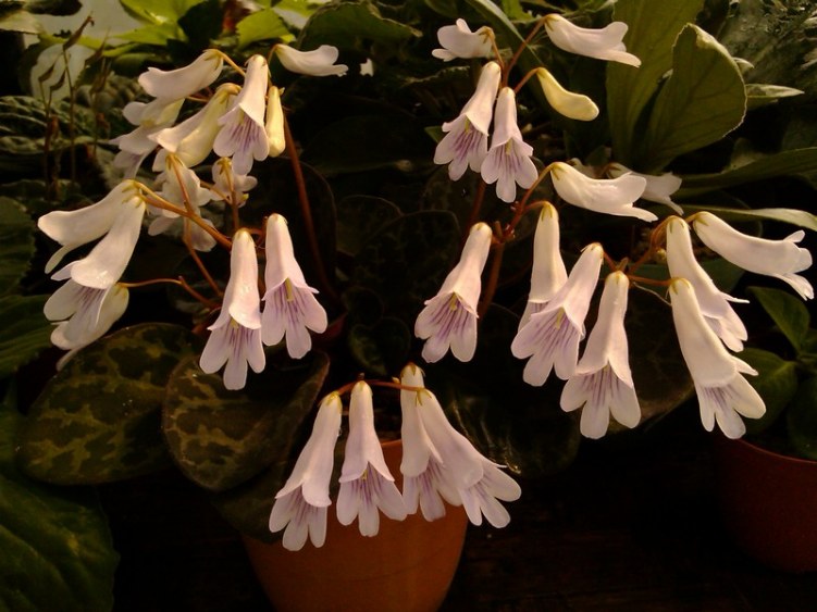 037 ĳ��������.jpg