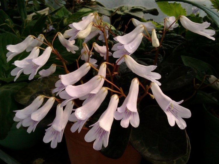 037 ĳ��������2.jpg