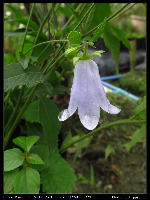 040 �ɰ�С����.jpg