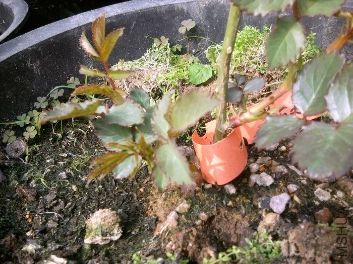 2013-01-24 13.26.43.jpg