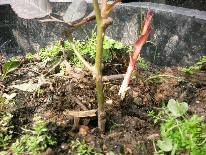 2013-01-24 13.27.33.jpg