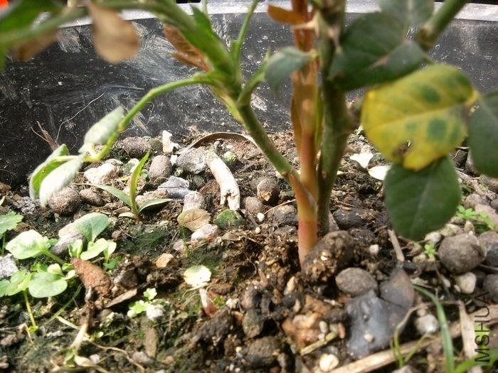 2013-01-24 13.27.54.jpg