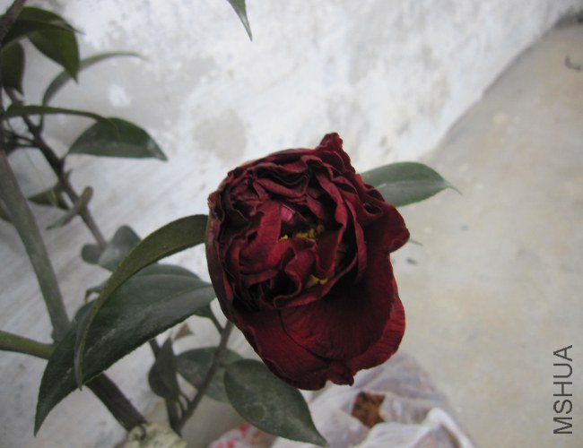 IMG_9789.jpg